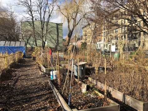 Local garden waits for spring as it has for three decades. (Hannah Gonzalez/The Fordham Ram)