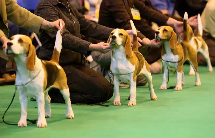 Competitive Dog Shows.jpg