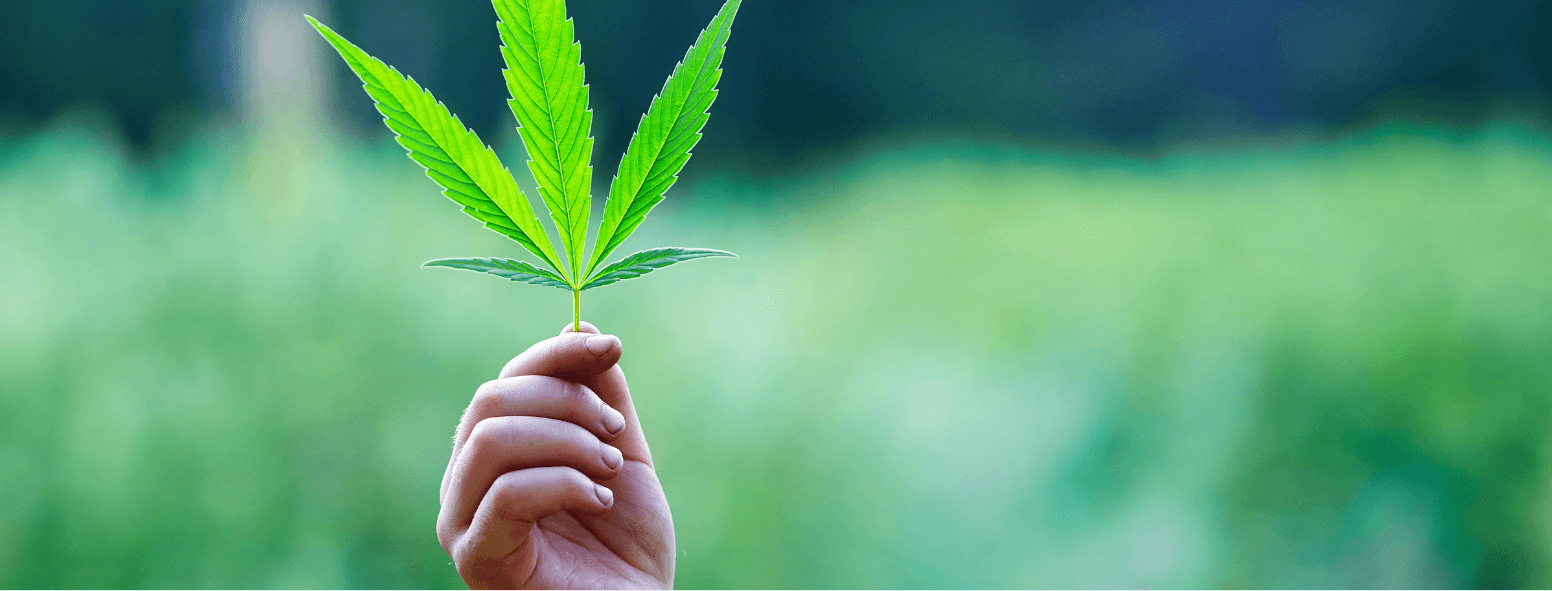 Changing Perceptions of Cannabis