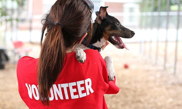 pet volunteer